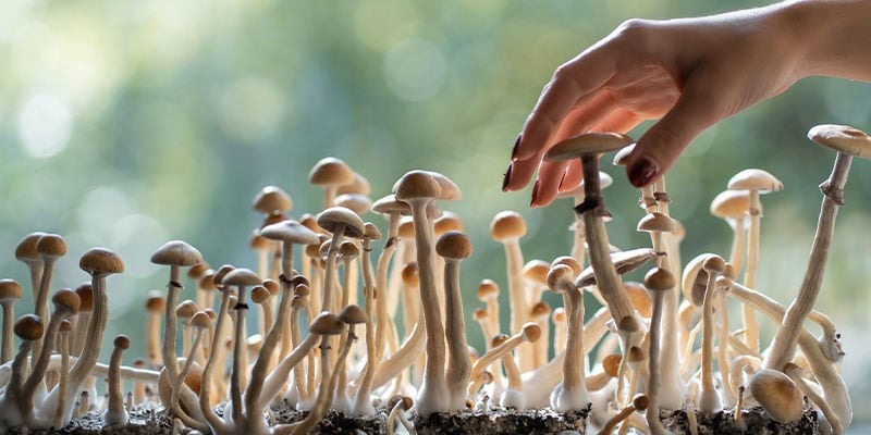 How many types of magic mushrooms exist