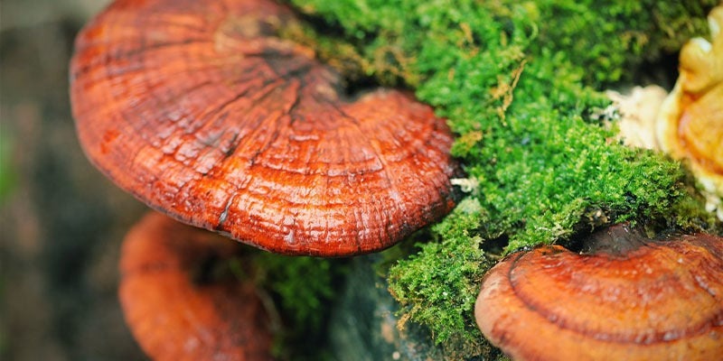 What Is Reishi Mushroom Ganoderm