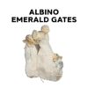 Albino Emerald Gates Magic Mushrooms