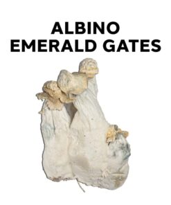 Albino Emerald Gates Magic Mushrooms