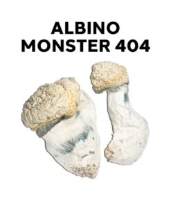 Albino monster 404 Magic Mushrooms