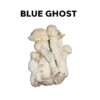 Blue Ghost Magic Mushrooms