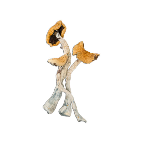 golden teacher mushrooms