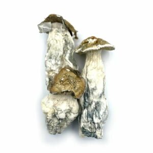 purple mystic mushroom
