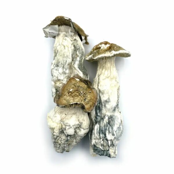 purple mystic mushroom