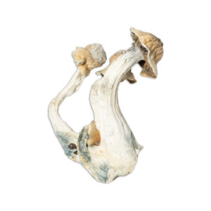 african transkei mushroom