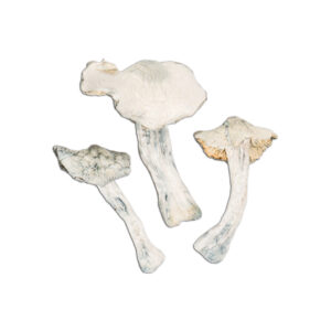 Atlantic Treasure Coast Mushroom
