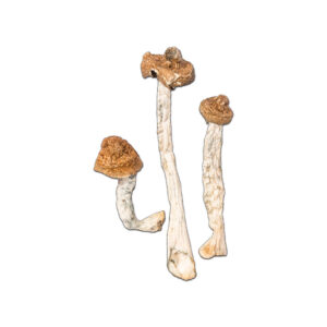 psilocybe cubensis b+