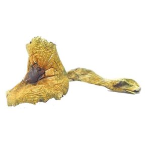 brazilian cubensis mushroom