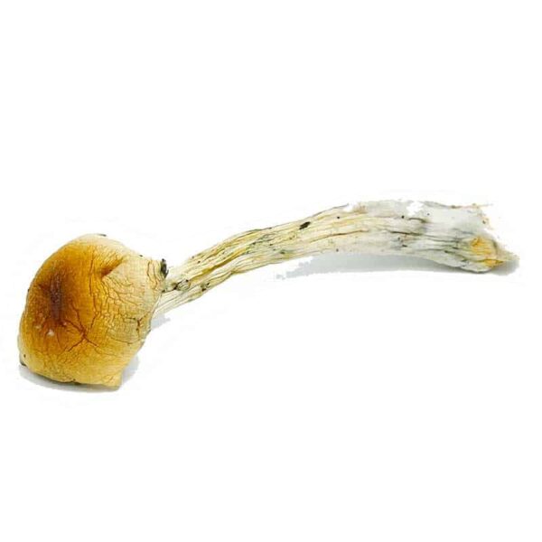 magic mushrooms costa rica