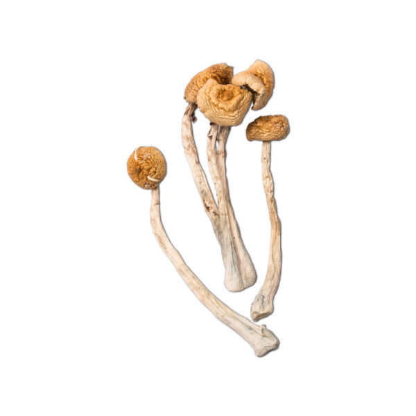 golden halo mushroom