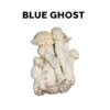 Order Blue Ghost Magic Mushrooms | 1-Day GTA Delivery