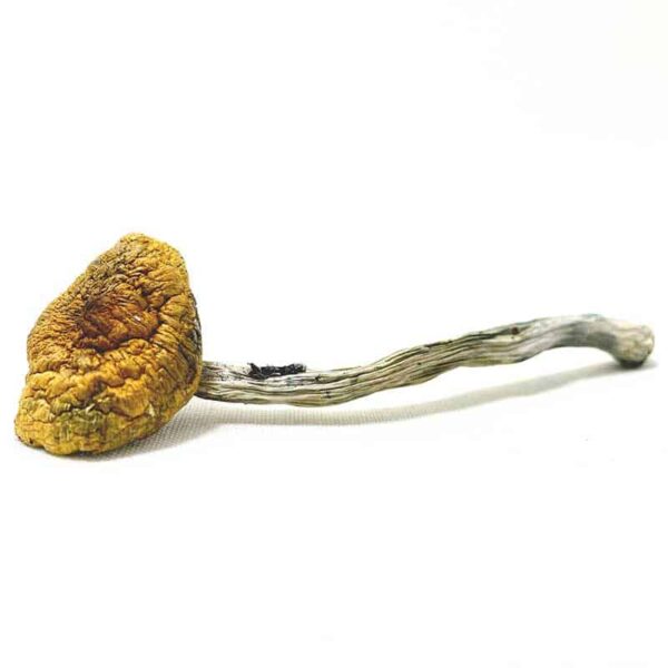 Flying Saucer Magic Mushrooms