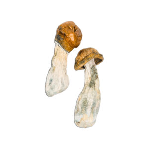 tidal wave magic mushrooms