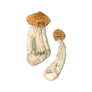 Penis Envy Supreme