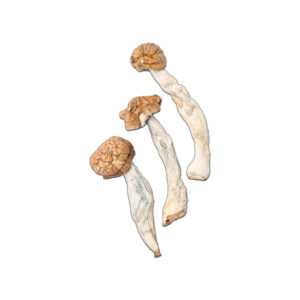 trinity mushroom